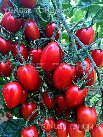 Tomāti NICOLETA F1  30 gab  Yuksel Tohum